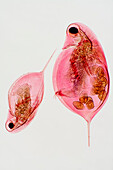 Daphnia water flea, light micrograph