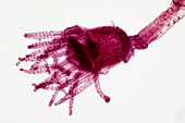 Hydrozoa, light micrograph