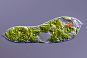 Euglena deses algae, light micrograph