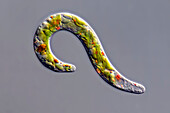 Euglena mutabilis algae, light micrograph