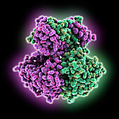 Scavenger mRNA-decapping enzyme DcpS, illustration