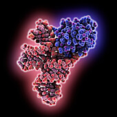 Bacillus OapB complexed with OLE RNA, illustration