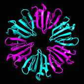 Hfq protein from Neisseria meningitidis, illustration