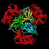 Human dUTPase complexed with Orf20, illustration