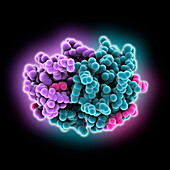 Dimeric human CCL20, illustration