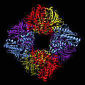 Bovine mitochondrial creatine kinase, illustration