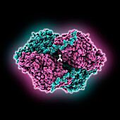 Dihydropyrimidinase-related protein, illustration