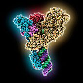SARS-CoV-2 replication-transcription, illustration