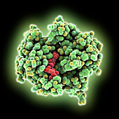 Human CYB5R3 complexed with FAD, illustration