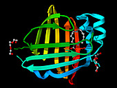 Heart fatty acid-binding protein complex, illustration