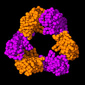 Dengue virus secreted NS1 protein, illustration