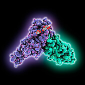 SARS-CoV-2 receptor binding domain complex, illustration