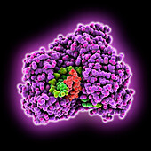 Dengue virus 2 NS5 complex, illustration