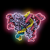 OgeuIscB-OMEGA RNA-target DNA complex, illustration