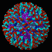 Zika virus capsid with antibody, illustration