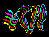 hnRNPDL amyloid fibrils, illustration