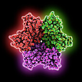 Bacteriophage phiCjT23 capsid protein, illustration