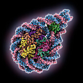 Palindromic nucleosome, illustration