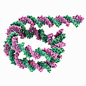 DNA from palindromic nucleosome, illustration