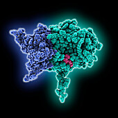 SARS-CoV-2 methyltransferase in complex, illustration