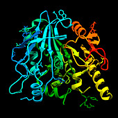 Notum carboxylesterase, illustration