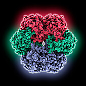 Purine nucleoside phosphorylase, illustration