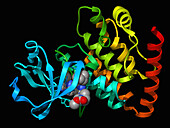 Dual leucine zipper kinase complex, illustration