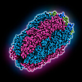 Staphylococcus phage Andhra tail knob, illustration