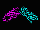 Pyrococcus horikoshii stomatin, illustration