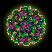 Echovirus3 capsid complexed with 6D10 fab, illustration