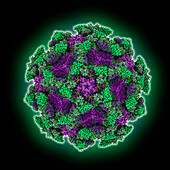 Echovirus3 capsid complexed with 6D10 Fab, illustration