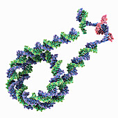 Chromatosome transcription, illustration