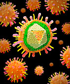 Varicella zoster virus particles, illustration