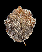 Frozen leaf