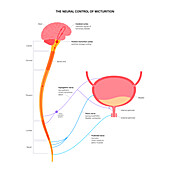 Micturition neural control, illustration