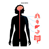 Vagus nerve, illustration