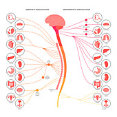 Autonomic nervous system, illustration