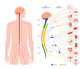 Autonomic nervous system, illustration