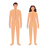 Human nervous system, illustration