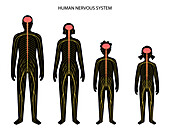 Human nervous system, illustration