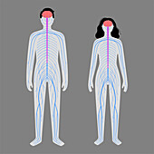 Human nervous system, illustration