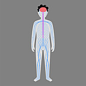 Human nervous system, illustration