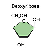 Deoxyribose sugar molecule, illustration