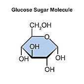 Glucose sugar molecule, illustration