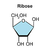 Ribose sugar molecule, illustration