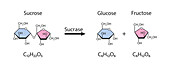 Sucrase enzyme, illustration