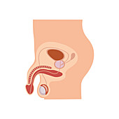 Male reproductive system, illustration