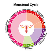 Menstrual cycle, illustration