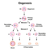 Oogenesis, illustration
