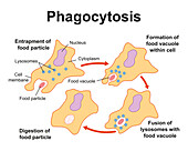 Phagocytosis, illustration